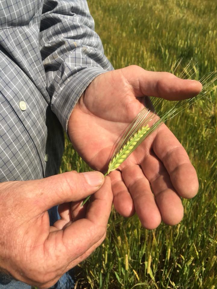 With experienced hands and great care, we capture the magic of local grains so local #brewers and #distillers can craft magic of their own. #MaltMatters admiralmaltings.com #AdmiralMaltings #AskForAdmiral