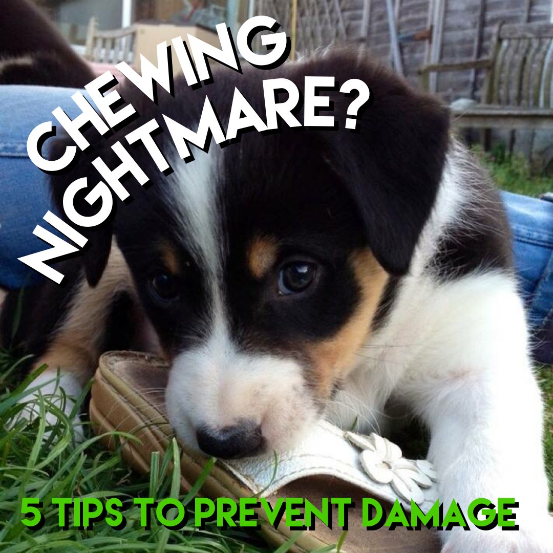 SCDogTraining's tweet photo. 1. Put things away
2. Put you puppy some where safe when you cannot watch them perfectly
3. Give them things to chew and destroy which are 'allowed'
4. Use their food in enrichment toys and puzzles to make it last longer and wear them out.
5. Put things away again! https://t.co/ENmA4QDuIv