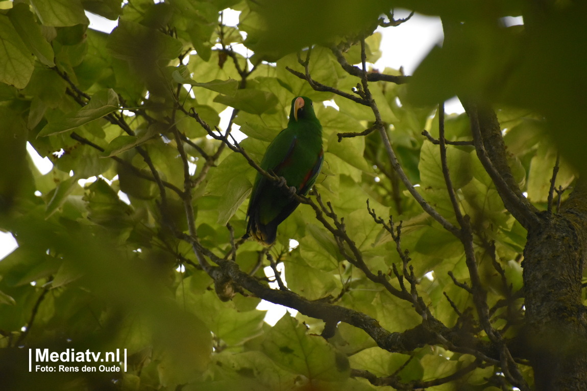 Melding brandweer Hollevoeterlaan Moerkapelle