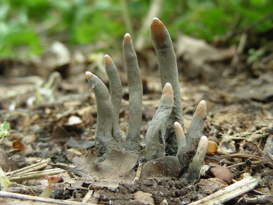 The ‘Dead Man’s Fingers’ Fungus  
(Photo: Regan Daniels, sheringhamparknt)