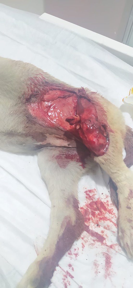 Oflzokn's tweet photo. Doğu’da yaklaşık 1 ay önce bu çocuğun üzerinden bir kaç araba geçmiş, orada ki imkanlarla alçıya alınmış ama daha kötüye gidince bacağı kesmişler. Şimdi daha da kötüye gidiyor genel durumu. Acilen bize gelmesi gerek. Sadece nakli 3.000₺ tutuyor. Ancak destek çıkarsa alabiliriz😔 https://t.co/B2os32AS80