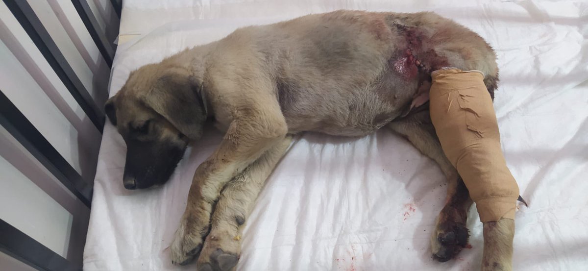 Oflzokn's tweet photo. Doğu’da yaklaşık 1 ay önce bu çocuğun üzerinden bir kaç araba geçmiş, orada ki imkanlarla alçıya alınmış ama daha kötüye gidince bacağı kesmişler. Şimdi daha da kötüye gidiyor genel durumu. Acilen bize gelmesi gerek. Sadece nakli 3.000₺ tutuyor. Ancak destek çıkarsa alabiliriz😔 https://t.co/B2os32AS80