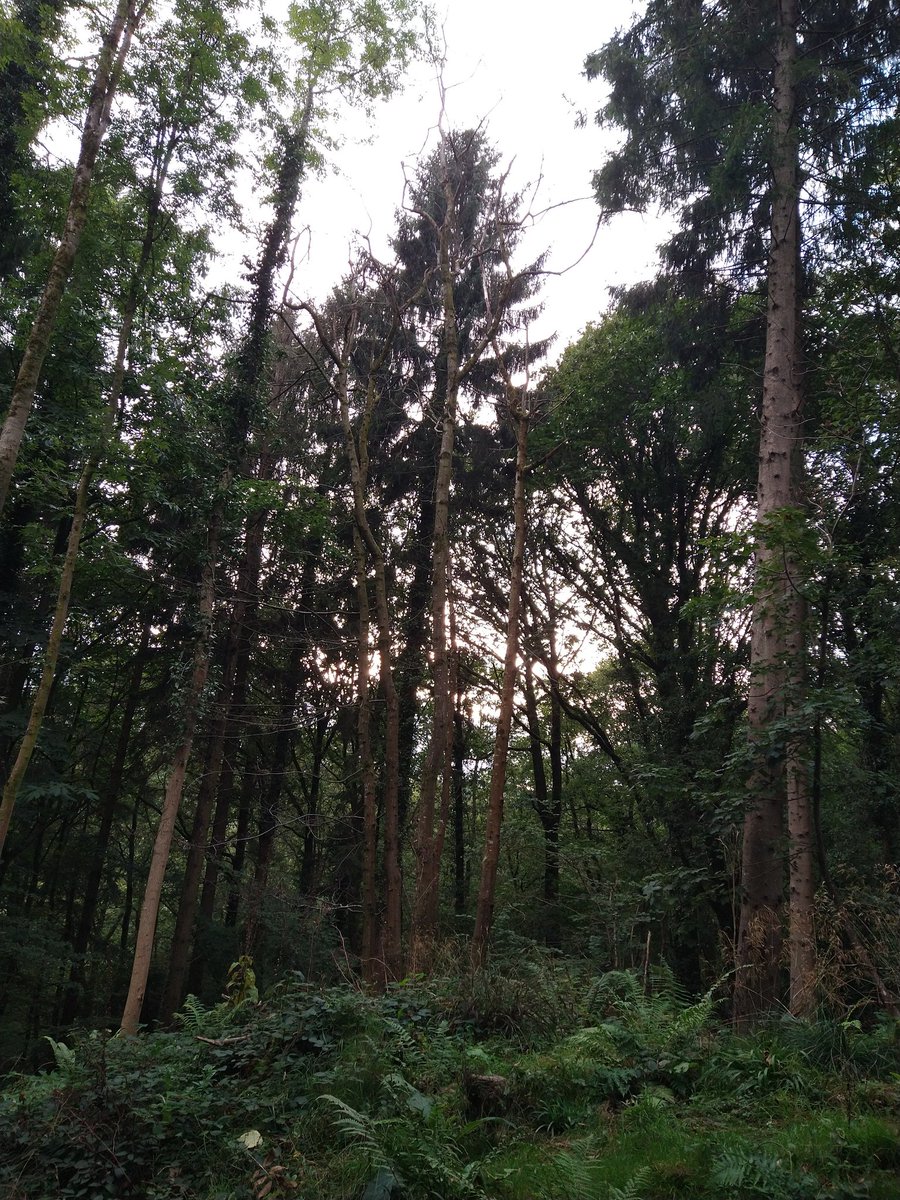 TisI_LeClerc's tweet image. Bit late to the party, but #Outwell #GetOutsideDay Camping in the forest....