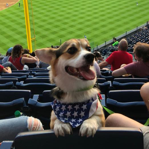MarsPetcareUS's tweet photo. Hi! I'm Miles. I'm a four-year-old Pembroke Welsh Corgi. My human has worked at Mars Fishcare for 6 years. Beach? Mountains? I'm happy anywhere with my family. Here's me at a Phillies game! My perfect day is every day since my human started working from home. 🐶❤️ #PetsOfMars https://t.co/2XP0tXtrdh