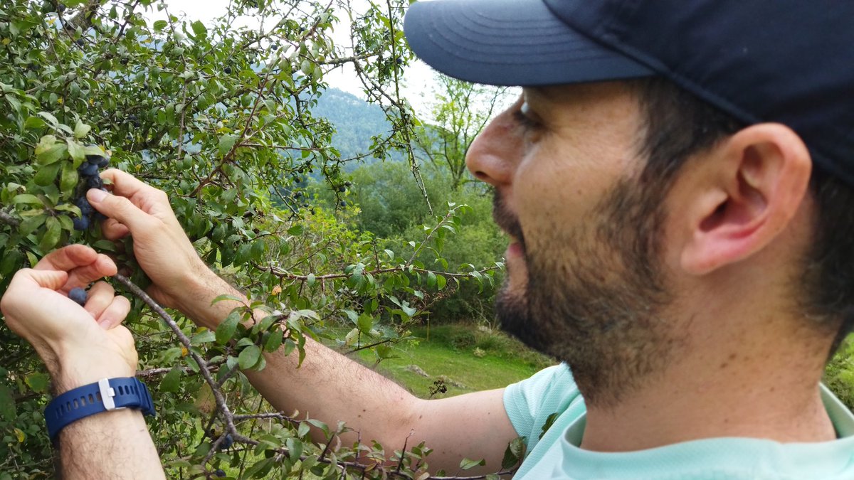 Gran cap de setmana de collita col·lectiva pel #Nyons22. Mil gràcies Montse, Anna, Ares, Bea i Aina. I <a href="/licordaraNyons/">Ramon</a>, és clar! ☺️
Si en voleu del Nyons21, en teniu a trescadires.cat/botiga (s'acaba!)
#licorsartesans #sobiraniaetílica