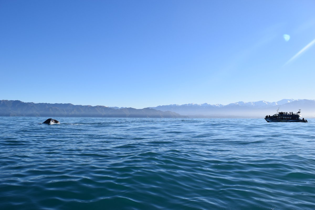 Talk about a sight for sore eyes! 😍 Making a splash, <a href="/WWKaikoura/">Whale Watch Kaikoura</a> is a guaranteed whale of a good time 🐳💦 #WorldTourismDay
