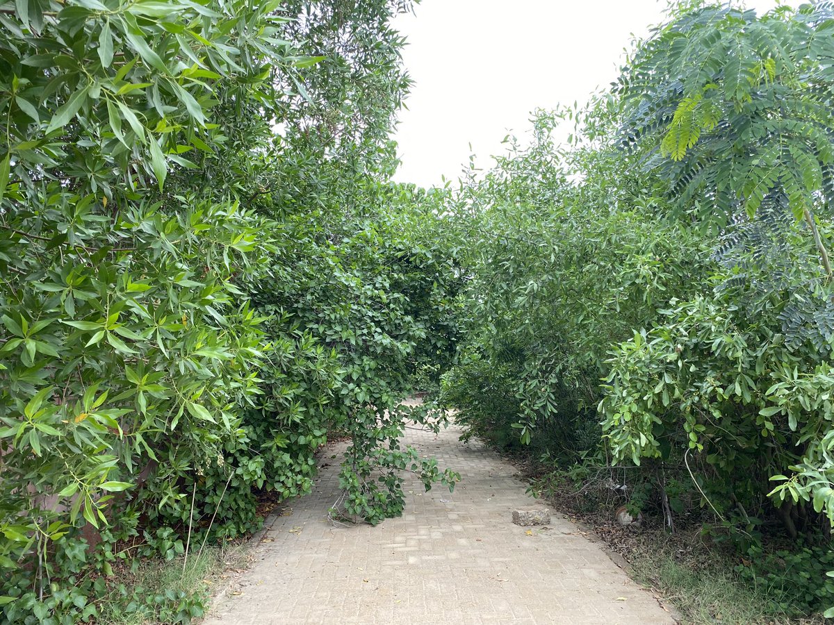 Mariam Khan (@mariaamkahn) on Twitter photo Meet @Shazy900q who aims to cool down #Karachi through <a href="/UrbanForestPK/">Urban Forest Pakistan</a> using the #Miyawaki method.
With over 35,000 native species 🌳 🌱 thriving in the Forest, we all need to do our part by planting a tree to help fight #climatechange.
(1/3)
#TurnItAround #Act4SDGs Meet @Shazy900q who aims to cool down #Karachi through <a href="/UrbanForestPK/">Urban Forest Pakistan</a> using the #Miyawaki method.
With over 35,000 native species 🌳 🌱 thriving in the Forest, we all need to do our part by planting a tree to help fight #climatechange.
(1/3)
#TurnItAround #Act4SDGs