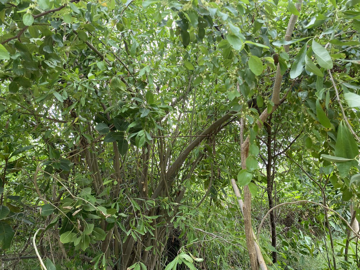 mariaamkahn's tweet photo. Meet @Shazy900q who aims to cool down #Karachi through  @UrbanForestPK using the #Miyawaki method. 

With over 35,000 native species 🌳 🌱 thriving in the Forest, we all need to do our part by planting a tree to help fight #climatechange. 

(1/3)

#TurnItAround #Act4SDGs https://t.co/fRyzLltiXF