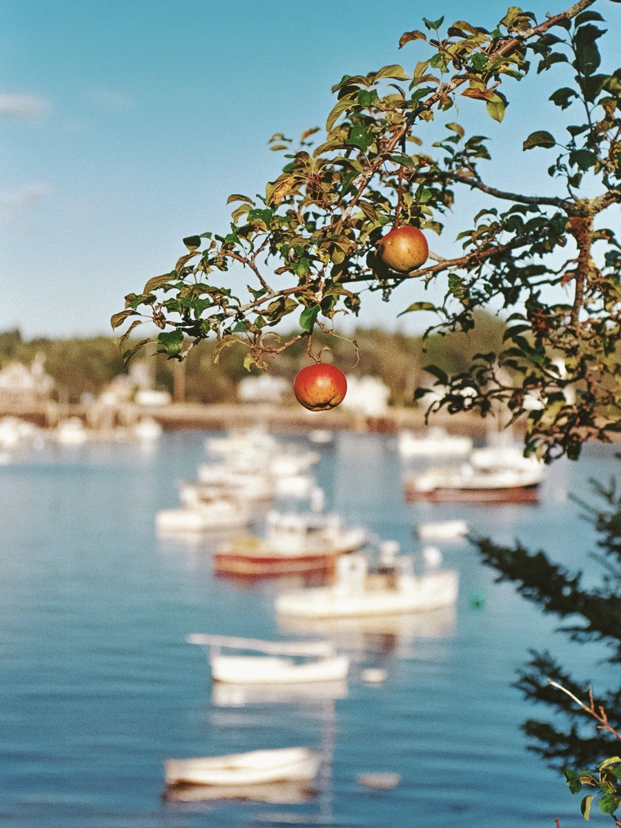 The first taste of fall, on Kodak Gold 

#filmphotography #35mm #kodak