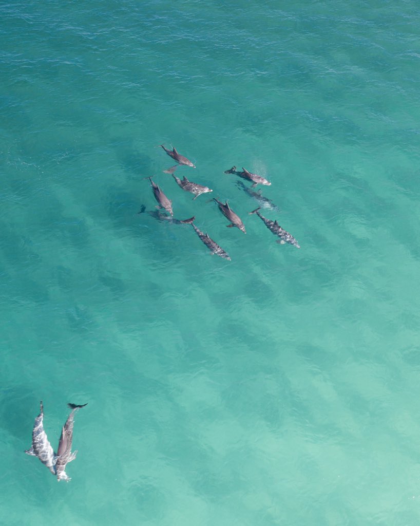 lizlassi's tweet photo. Mondays done right! #dolphins https://t.co/Pls7252CtT
