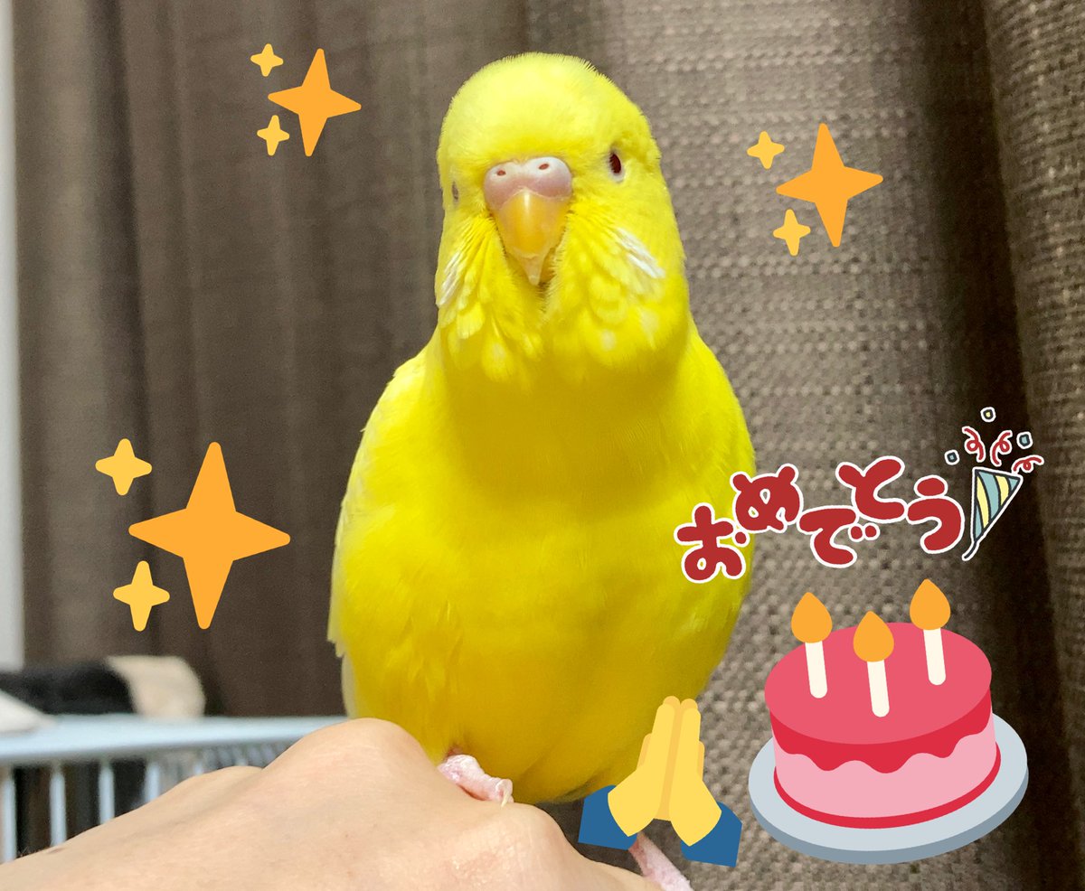 0_taco_0's tweet photo. 今日はむーちゃんと出会って5年目の日、推定7歳のお誕生日です！✨🎂いつも黄色くてふわふわ小鳥でいてくれてありがとう〜!!!!!🎈 https://t.co/P4k3kriKPF