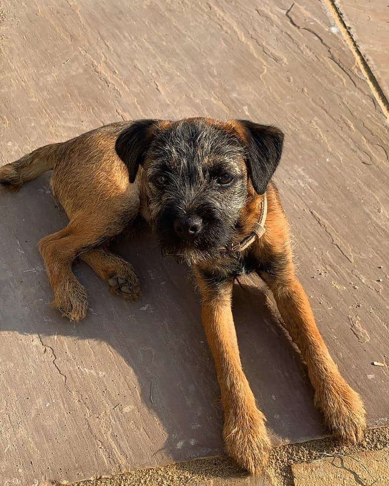 COPIED 🆘 #lost dog or #stolen he was in our car at #Matara #Weddingvenue in #kingscote #Tetbury.The windows where open a bit and we are sure car was locked but we can’t find him pls if any1 finds him call 07456536805 4 months old #chipped wearing collar/lead light tartan beige