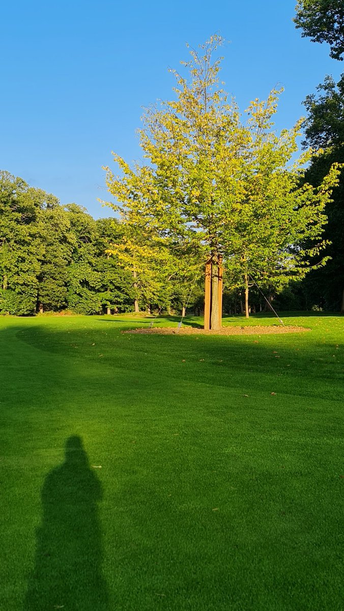 A beautiful late summer evening <a href="/woburnGC/">Woburn Golf Club</a> . The new hornbeam tree glistening in the evening sun