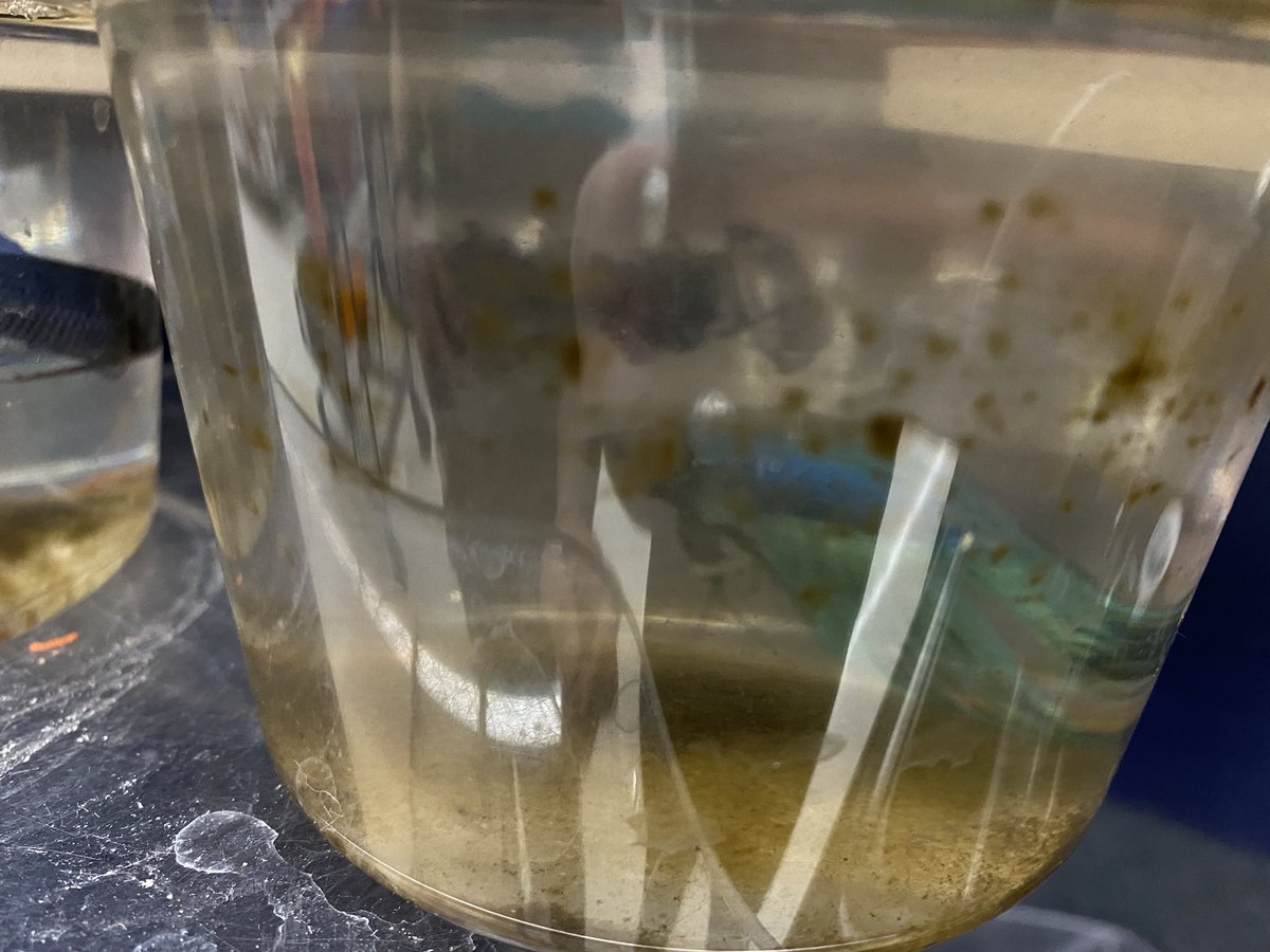 Han_753's tweet photo. @meijer A friend and I saw this at one of your stores in Lansing on Friday…is this really how y’all treat living, breathing animals? That is MOLD on their cups. MOLD. https://t.co/dzDPwMM7R5
