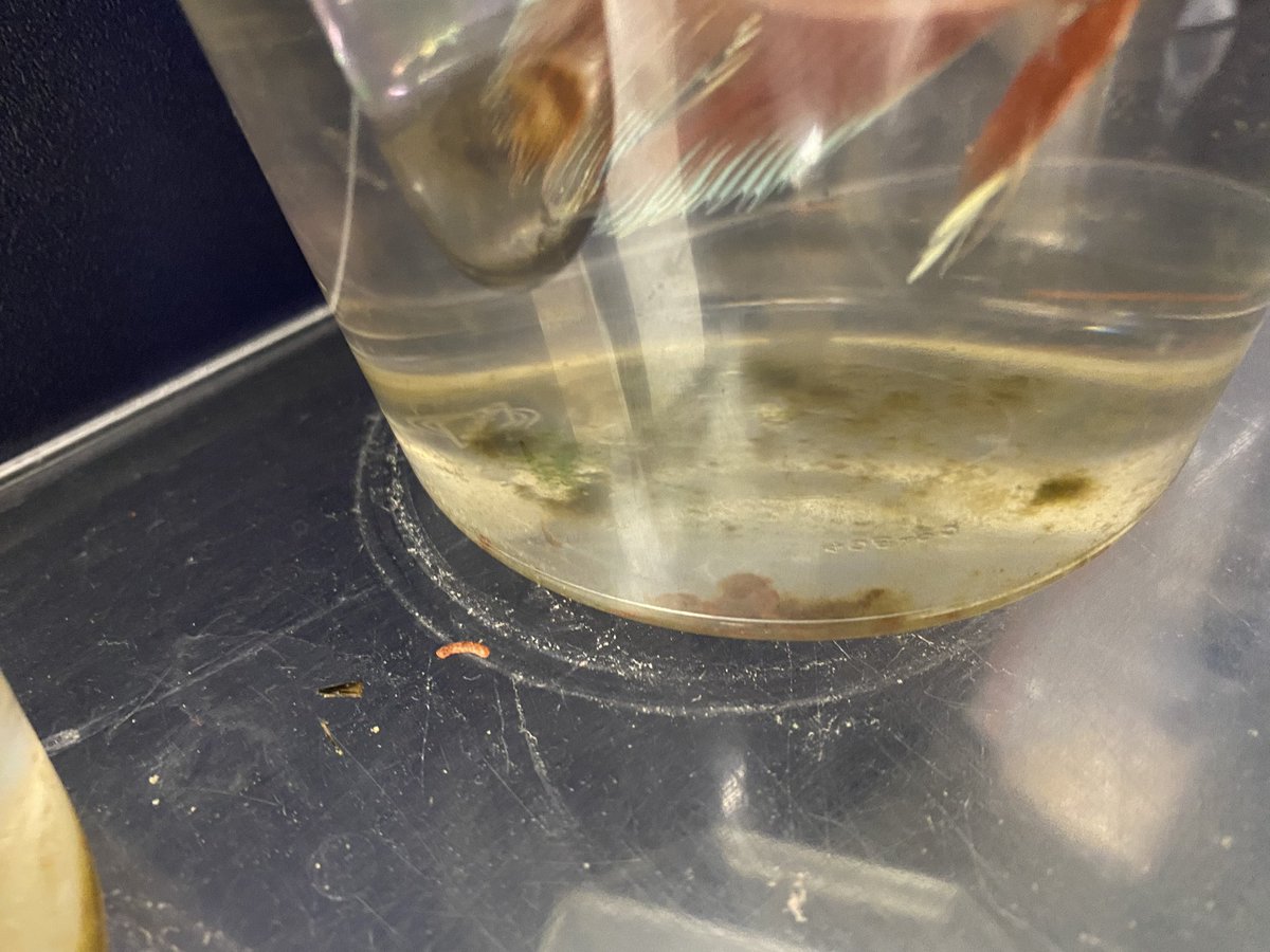 Han_753's tweet photo. @meijer A friend and I saw this at one of your stores in Lansing on Friday…is this really how y’all treat living, breathing animals? That is MOLD on their cups. MOLD. https://t.co/dzDPwMM7R5