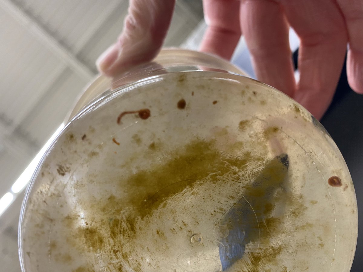 Han_753's tweet photo. @meijer A friend and I saw this at one of your stores in Lansing on Friday…is this really how y’all treat living, breathing animals? That is MOLD on their cups. MOLD. https://t.co/dzDPwMM7R5