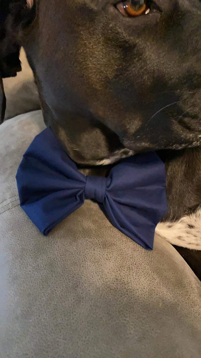 AmandaK12014's tweet photo. Made a bow for Bandit, my first bow. 🐾💕 https://t.co/mB2l8qeBF8
