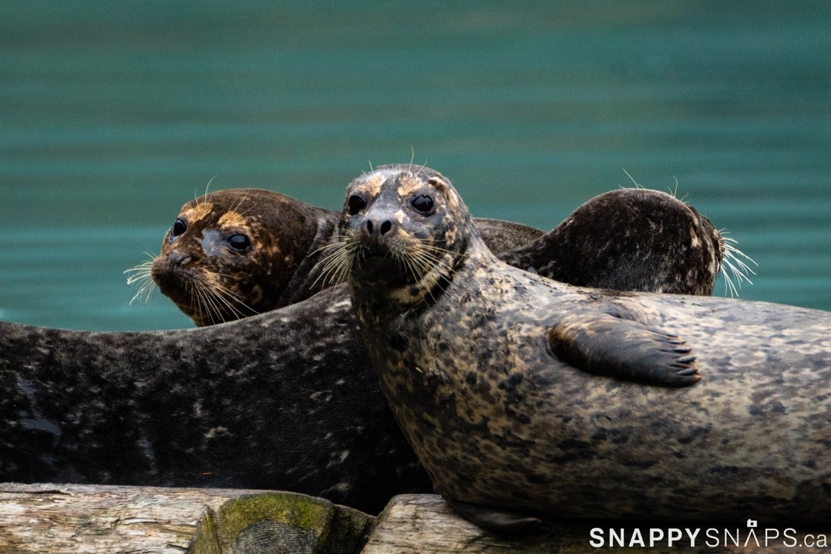 Snappy Snaps tweet media