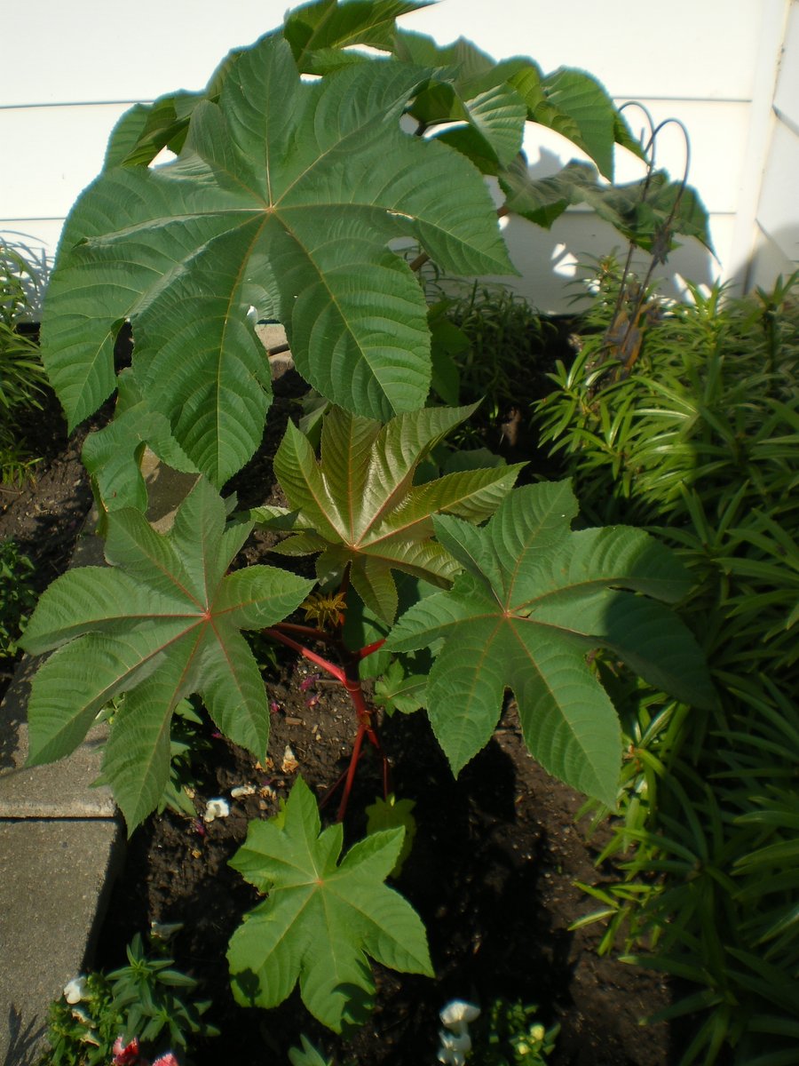 PeazandBeanz's tweet photo. Bleeding Heart, Castor Bean &amp; Columbine from years past. #ManitobaGarden https://t.co/Y1YjseAp37