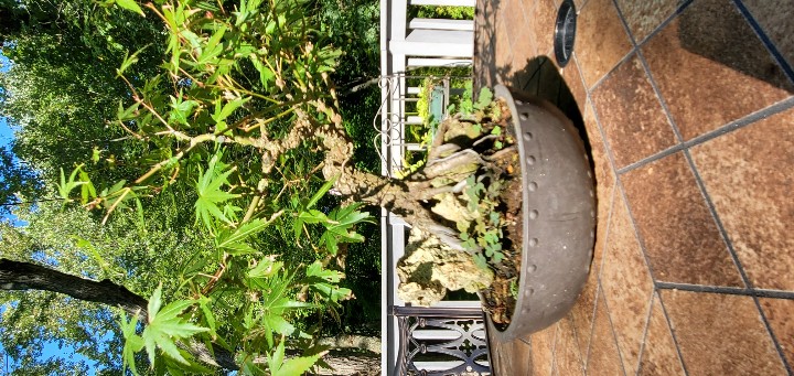 Love this Arakawa Japanese Maple RoR. #mygarden #bonsaigarden #bonsai #japanesemaples