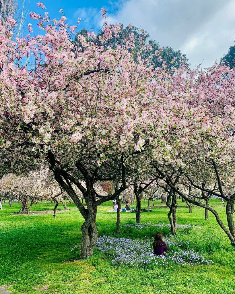 _fran_t's tweet photo. Getting lost among the blossoms.  What a gorgeous weekend we had! Perfect for picnics and getting some sun.
How are you spending your 2 hours?

#igerscanberra #sofranksocial #visitcanberra #wearecbr #canberraspring #canberrablossoms #seeaustralia #austra… https://t.co/aFB5oqD6QP https://t.co/fLeW6HB7SY