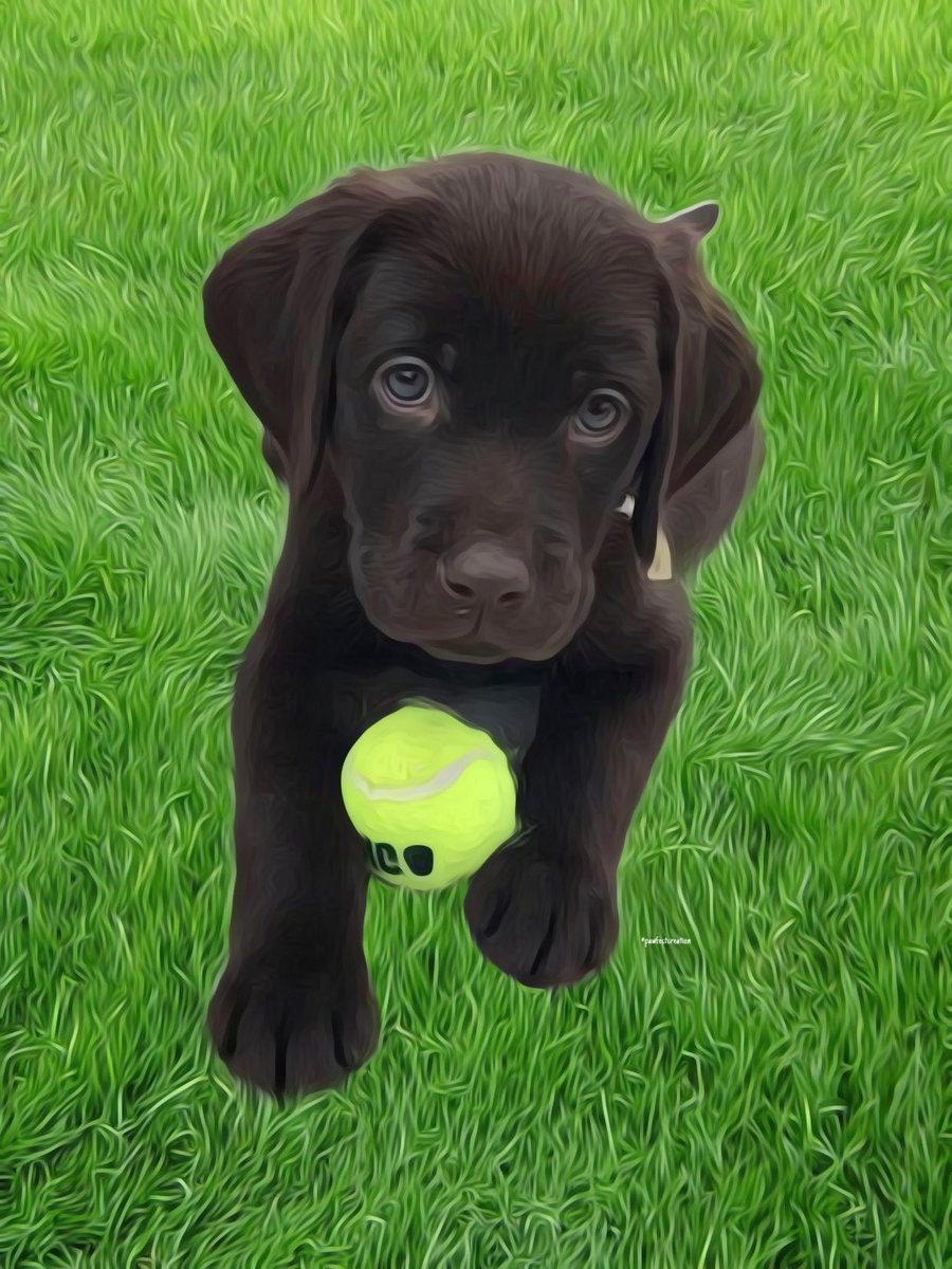 PawfectCreati0n's tweet photo. Stolen my ball and my heart.. 🎾 💚 how gorgeous is this little lab.. #pawfectcreation #sundayvibes #tennis #puppy #dogsoftwitter #retweet #follow #puppylove #new #wallart #prints #birthday #autumnfalls #fall #nyfw #blackdog #news https://t.co/8vn2XVq3PU