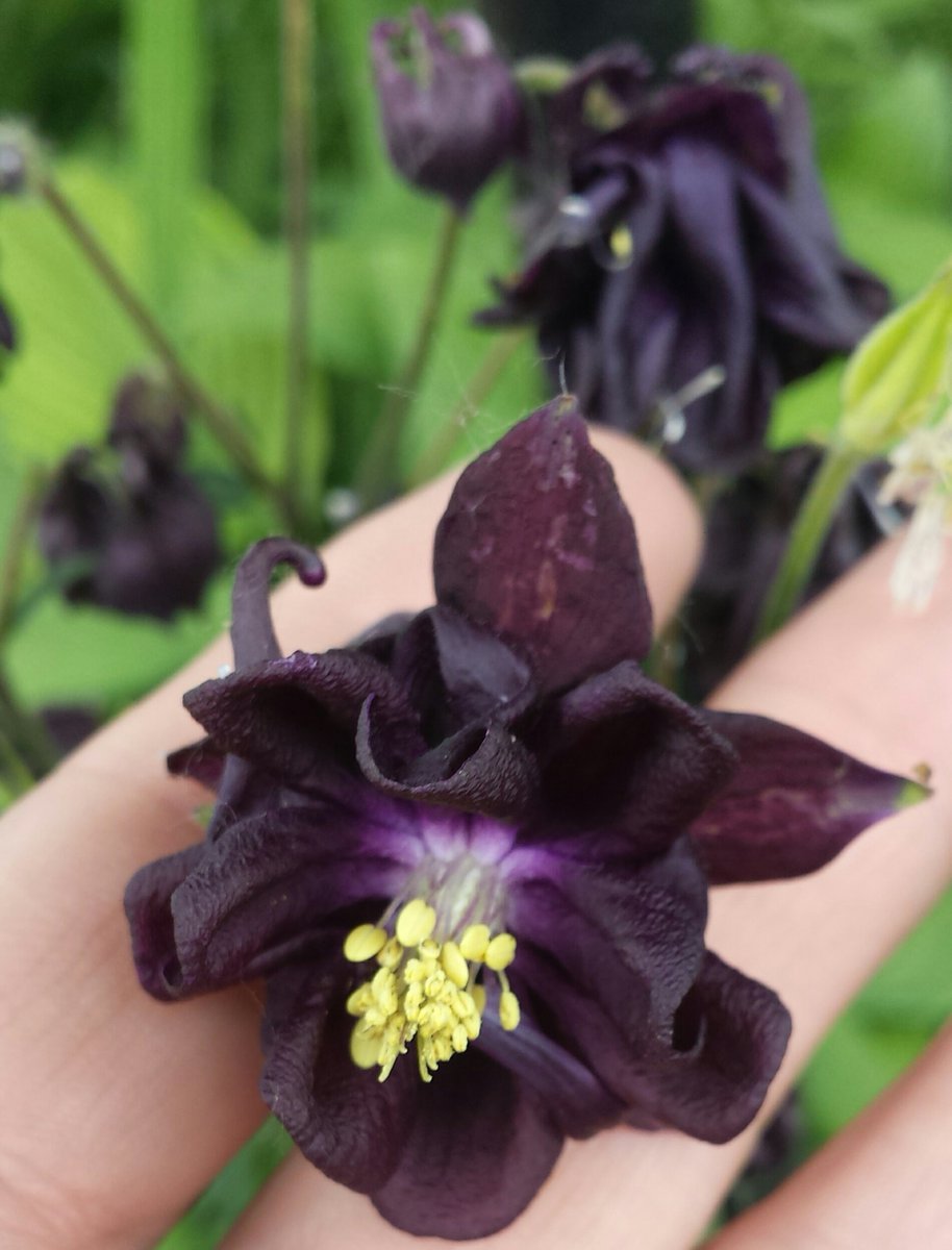 PeazandBeanz's tweet photo. Bleeding Heart, Castor Bean &amp; Columbine from years past. #ManitobaGarden https://t.co/Y1YjseAp37