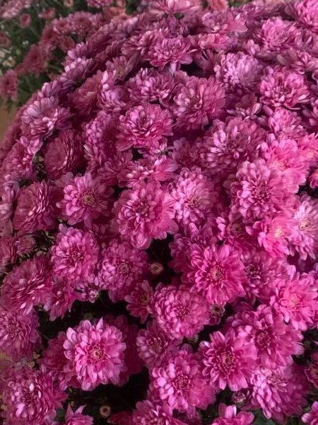 KellyLHenry1's tweet photo. These flowers sent to you @LievSchreiber ! Just because! <3 https://t.co/Ykc0dQETmA