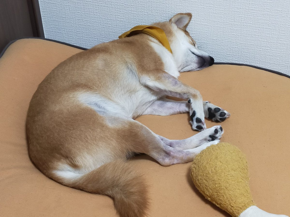 ROCK_Rityan's tweet photo. ワクチン2回目でぶっ倒れてるとき寄り添ってくれた〜
#犬のいる幸せ 
#顔の皮
#シワシワ https://t.co/tjpXmsHG8P