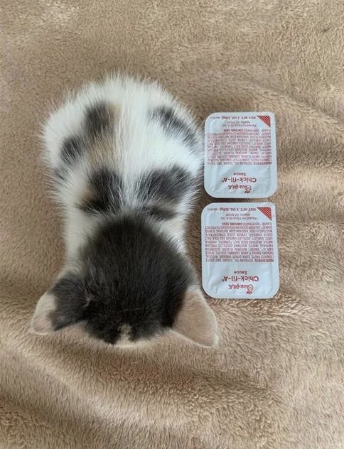 carly ✰ tweet media