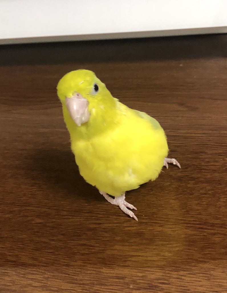 Top Tweets For マメルリハインコ Instalker Top Tweets For マメルリハインコ Instalker
