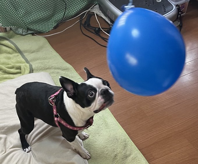 風船遊びのtwitterイラスト検索結果