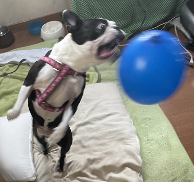 風船遊びのtwitterイラスト検索結果