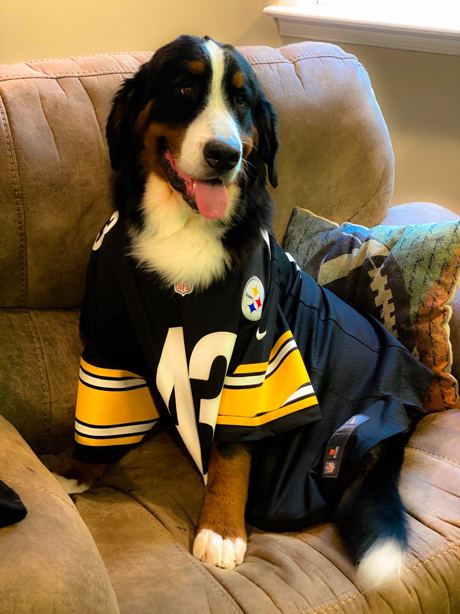 MikeHollen's tweet photo. Here We Go Steelers!  Meet Weego, he is 100% a Steelers puppy!   #HereWeGo #SteelersNation #Steelers #SNUProud https://t.co/s4OtgVweuw