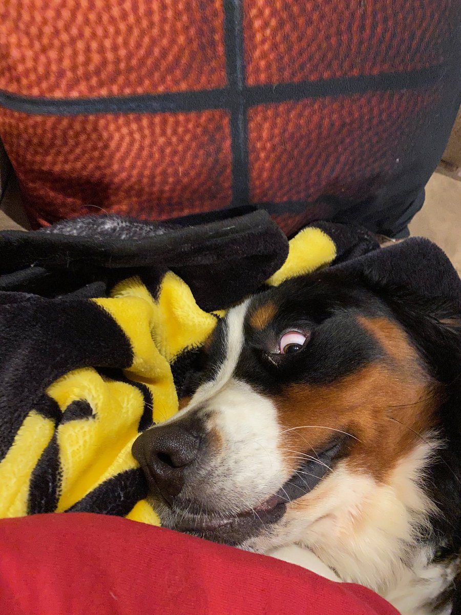 MikeHollen's tweet photo. Here We Go Steelers!  Meet Weego, he is 100% a Steelers puppy!   #HereWeGo #SteelersNation #Steelers #SNUProud https://t.co/s4OtgVweuw