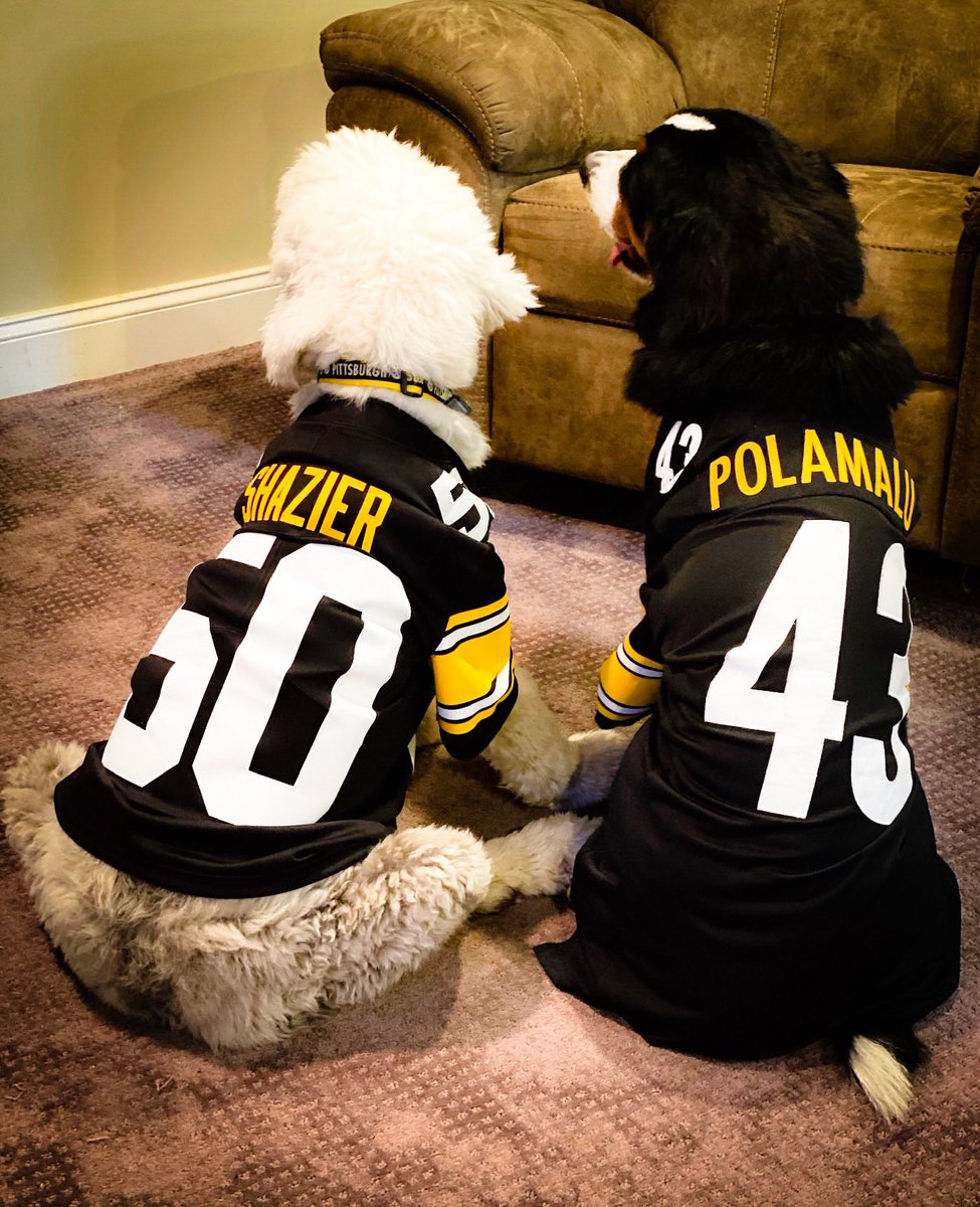 MikeHollen's tweet photo. Here We Go Steelers!  Meet Weego, he is 100% a Steelers puppy!   #HereWeGo #SteelersNation #Steelers #SNUProud https://t.co/s4OtgVweuw