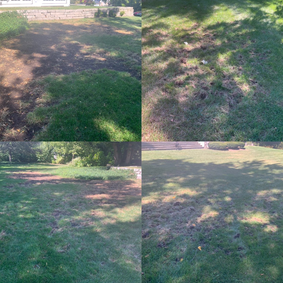 Ivylicious6's tweet photo. @TruGreen We payed for grub prevention, weed control and fertilization and this is how our lawn looks. https://t.co/xj290gHWaR