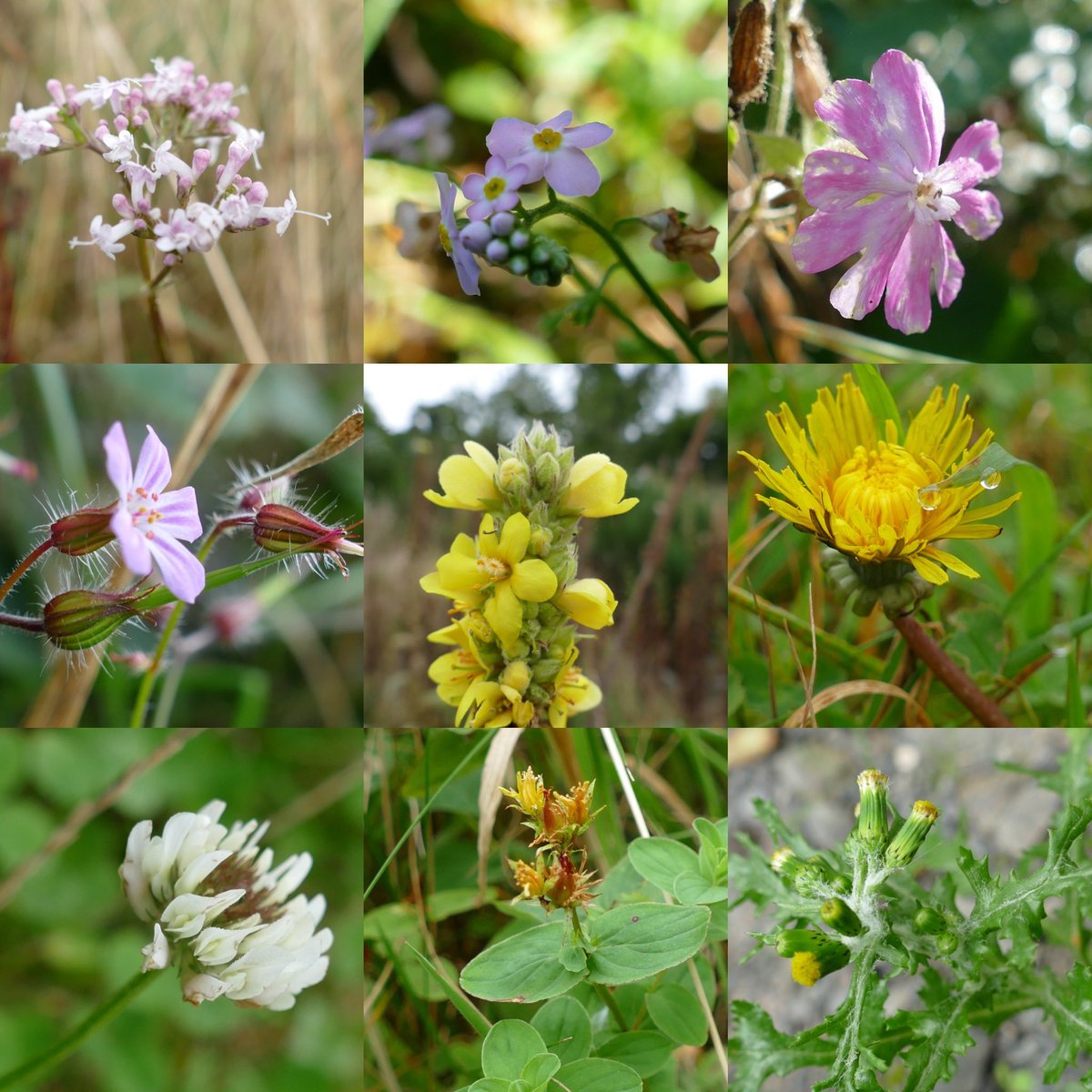 windyhollowscot's tweet photo. Still a bit of beautiful colour out there for this week’s #wildflowerhour 😊#valerian #forgetmenot #campion #herbrobert #mullein #dandelion #whiteclover #StJohnsWort #groundsel 🌿@wildflower_hour @BSBIbotany @PlantlifeScot #Perthshire #Scotland #ClimateEmergency #wildflowers https://t.co/pcPibD0DwE