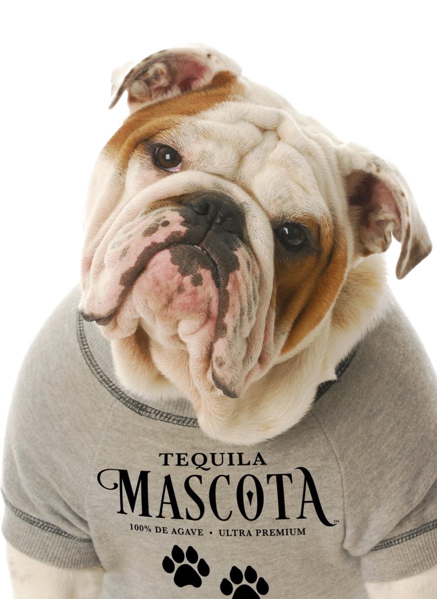 Hello, is it me you're looking for? 

#inspiredbylove ❤️🐾 
#mascotatequila #mascota #tequila #aracelispirits #womanownedbusiness #womenempowerment #womenempoweringwomen #passionandpurpose #animalrescue #sipforacause #animaladoption #takemehome #jointhecause