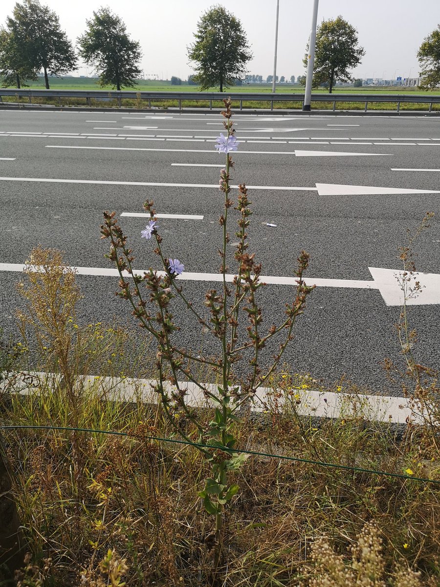 streetbotany's tweet photo. Life in the fast lane #N196 😂
Wilde cichorei (Cichorium intybus).
Fijne avond allemaal 🙏🏻
#StreetBotany
#WildflowerhourNL
#Bermplanten
#Schiphol ✈️ https://t.co/GGc8ihtJ1W
