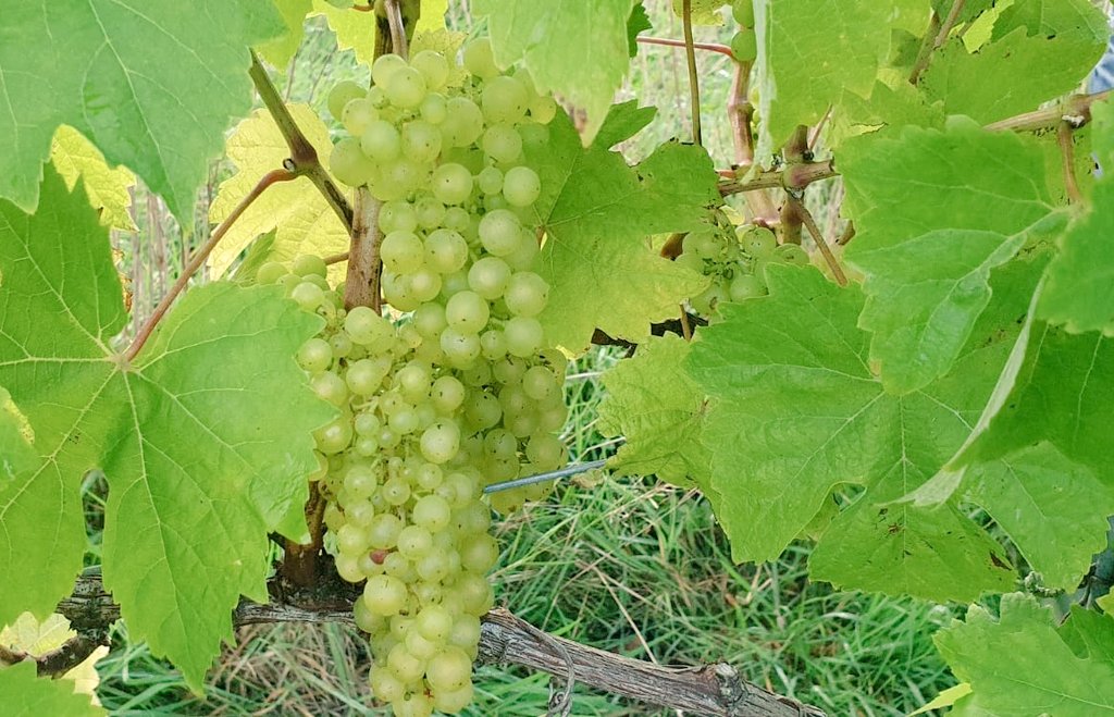 Lots of lovely #MadeleineAngevine grapes harvested today in sunny #Cork! #wine #irishwine #harvest #ireland