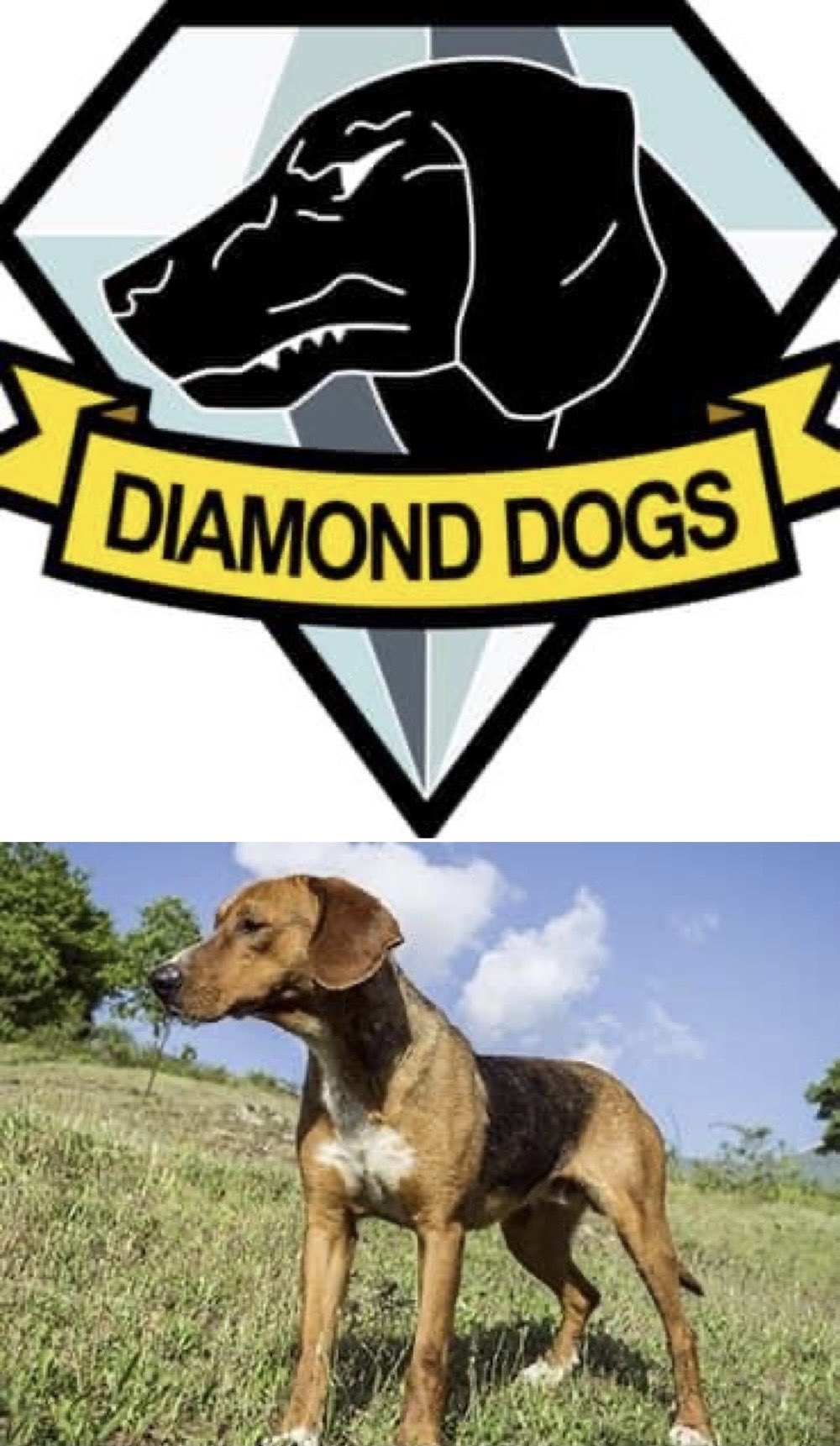 Funny DIAMOND☆DOGS 81eSO9WVM9L._UF350,350_QL80_.jpg
