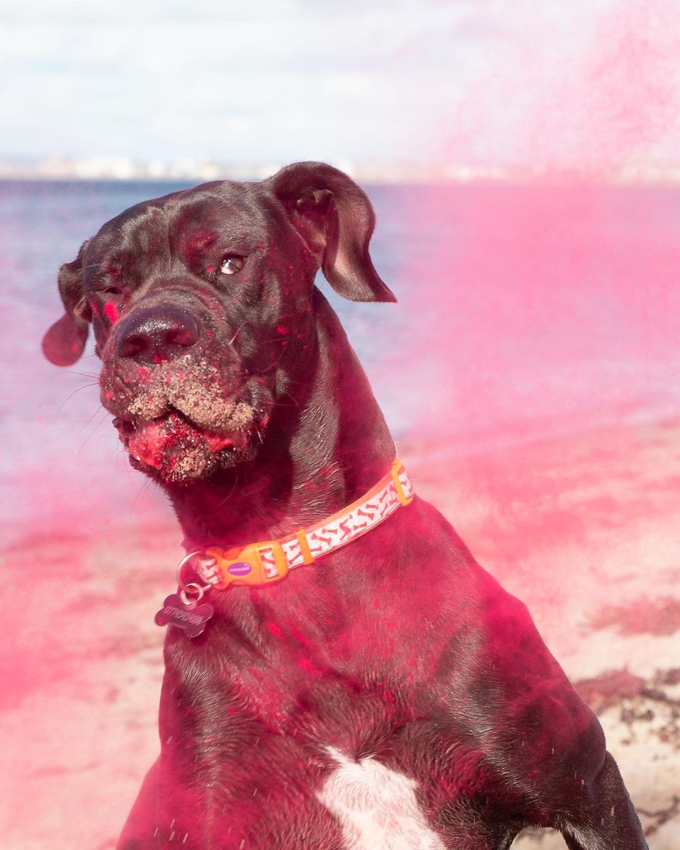 patsy2251's tweet photo. Today we had fun with some powder paint 😂 @EastEndJamie #greatdane #photography #petphotography #powderpaint https://t.co/hpAH8SJRV1
