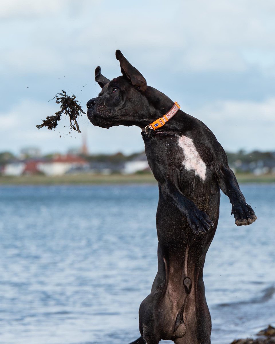 patsy2251's tweet photo. Today we had fun with some powder paint 😂 @EastEndJamie #greatdane #photography #petphotography #powderpaint https://t.co/hpAH8SJRV1