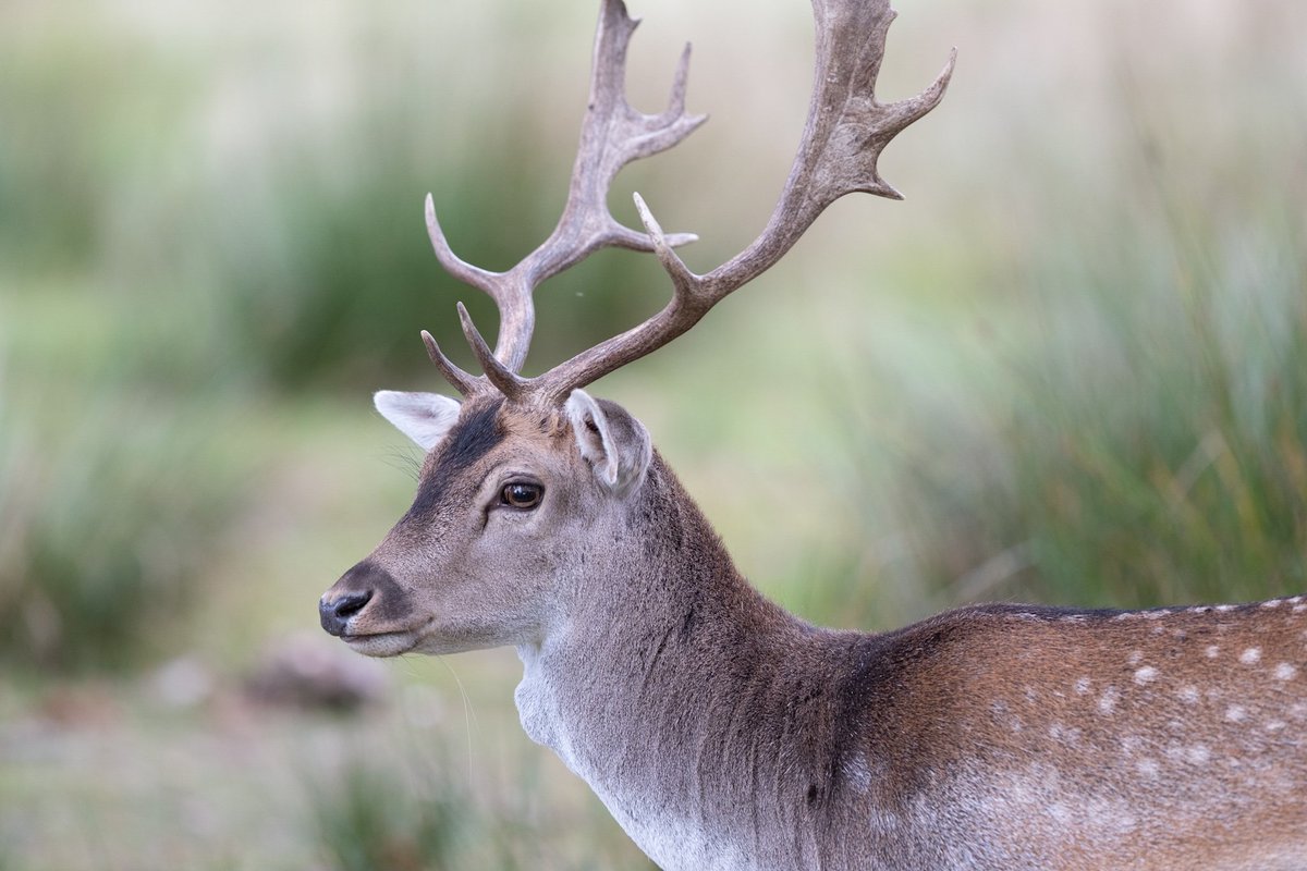 Majestic deer <a href="/DunhamMasseyNT/">Dunham Massey National Trust</a> this afternoon.