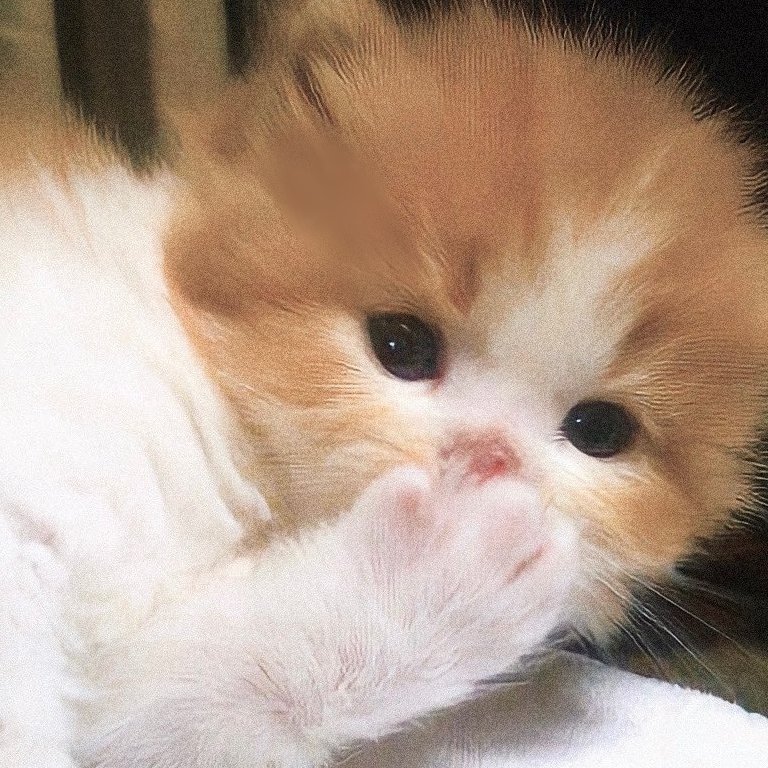 f9kitties's tweet photo. https://t.co/gwPArnFjdp