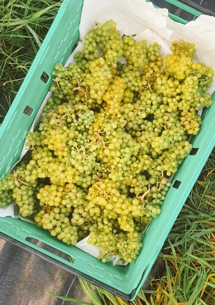 Grapes grapes #grapes! Some of our dawn #harvest before the weather kicked off and bucketed it down. Transported to #Dublin for pressing and the initial stages of making #sparklingwine #champagne #wine #irishwine
