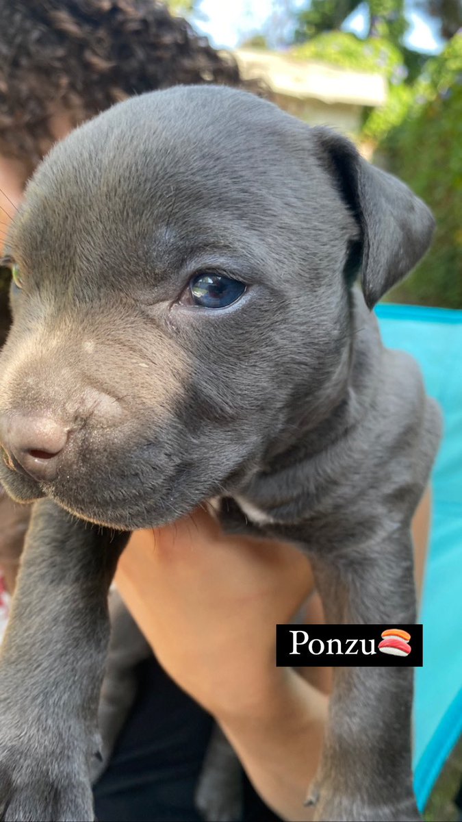 _KerryCarroll's tweet photo. Ginger’s Litter - Seasame, Unagi, Ponzu and Mochi. Available to adopt soon from @WagsandWalks @abbywallawalla https://t.co/Q1Fv1mi8JC