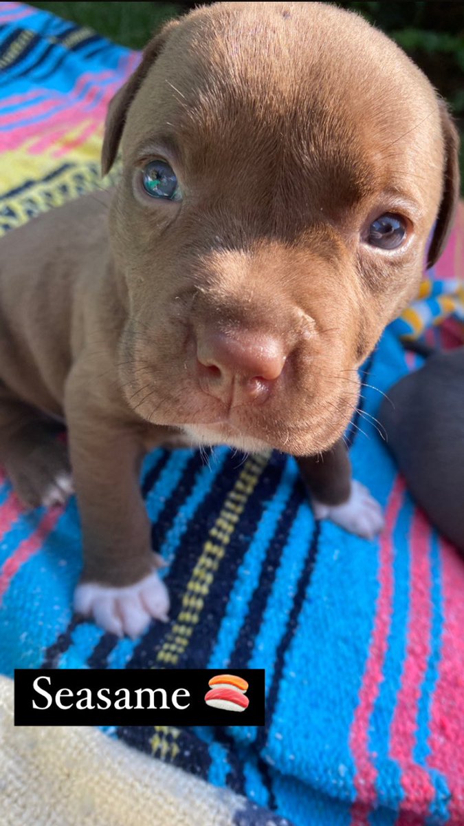 _KerryCarroll's tweet photo. Ginger’s Litter - Seasame, Unagi, Ponzu and Mochi. Available to adopt soon from @WagsandWalks @abbywallawalla https://t.co/Q1Fv1mi8JC