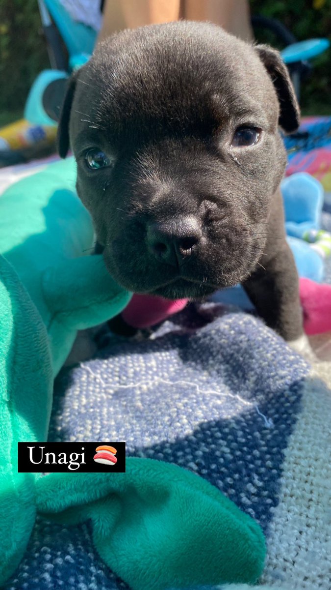 _KerryCarroll's tweet photo. Ginger’s Litter - Seasame, Unagi, Ponzu and Mochi. Available to adopt soon from @WagsandWalks @abbywallawalla https://t.co/Q1Fv1mi8JC